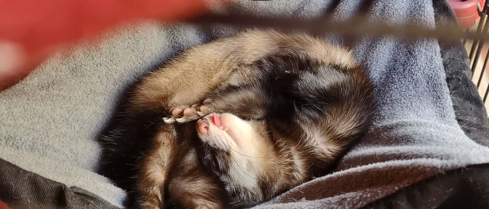 Vetex, Centro Veterinario de Animales Exóticos
