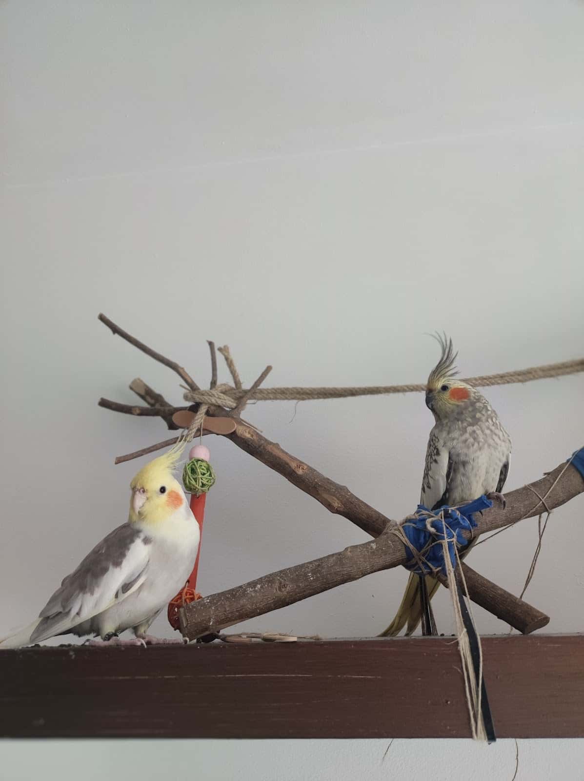 Vetex, Centro Veterinario de Animales Exóticos