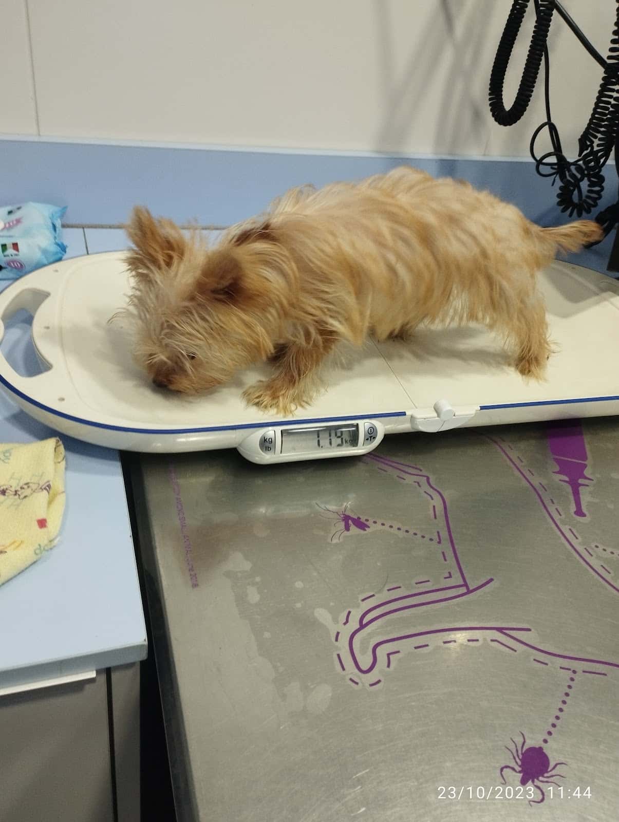 Clínica Veterinària Amadeu Vidal