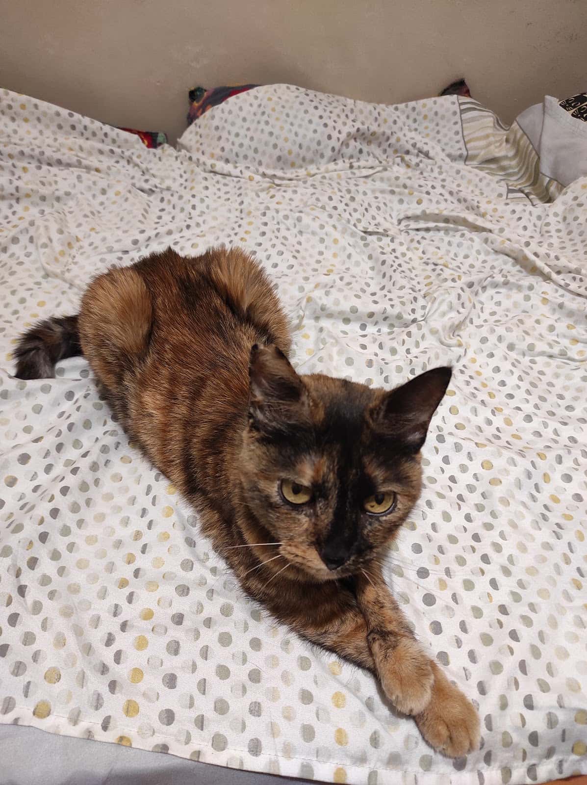 Clínica Veterinària Dr. Florit - Dr. Casas