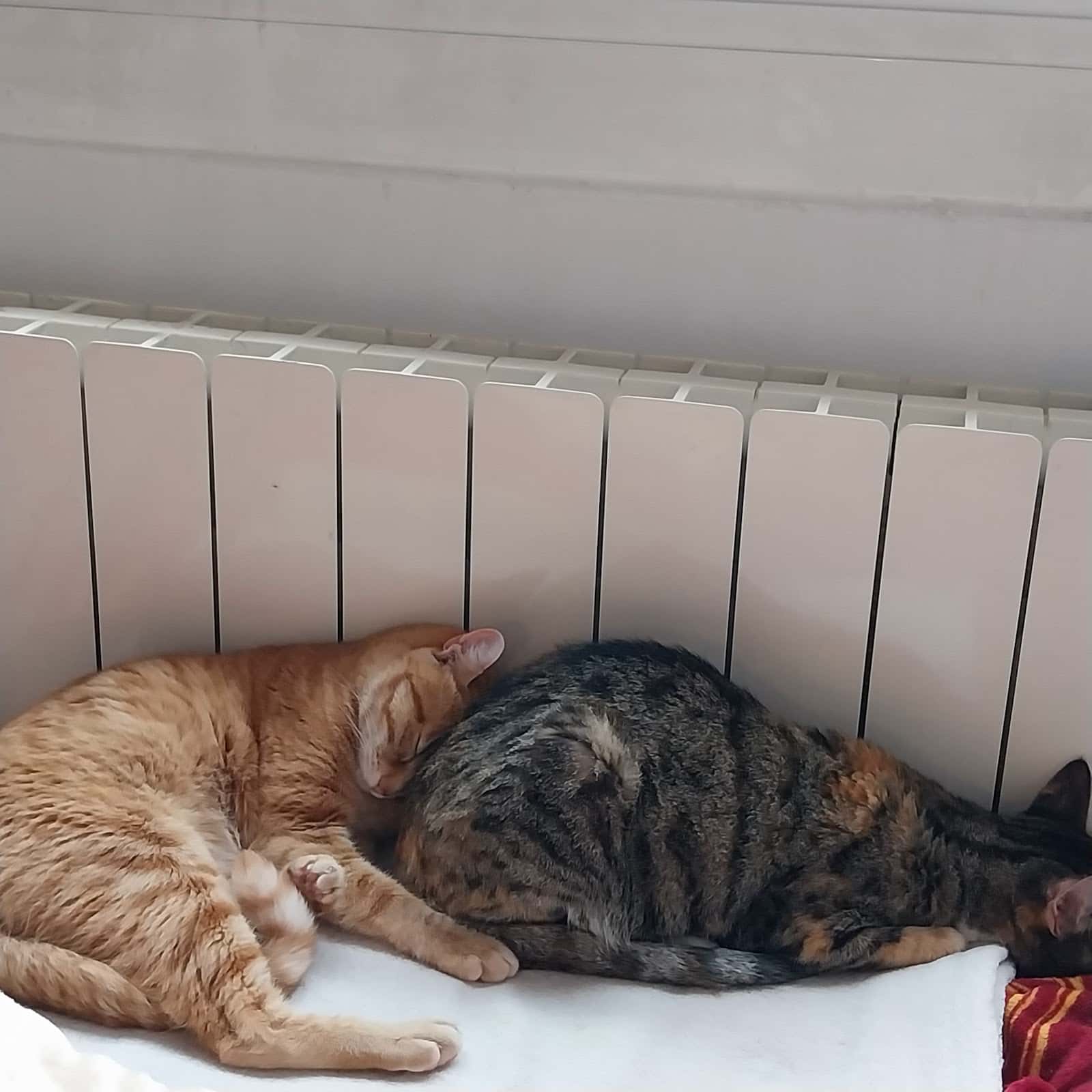 tot animals veterinario centro barrio sant andreu en barcelona en barcelona principalImage ADOPTA Sitios Pet Friendly