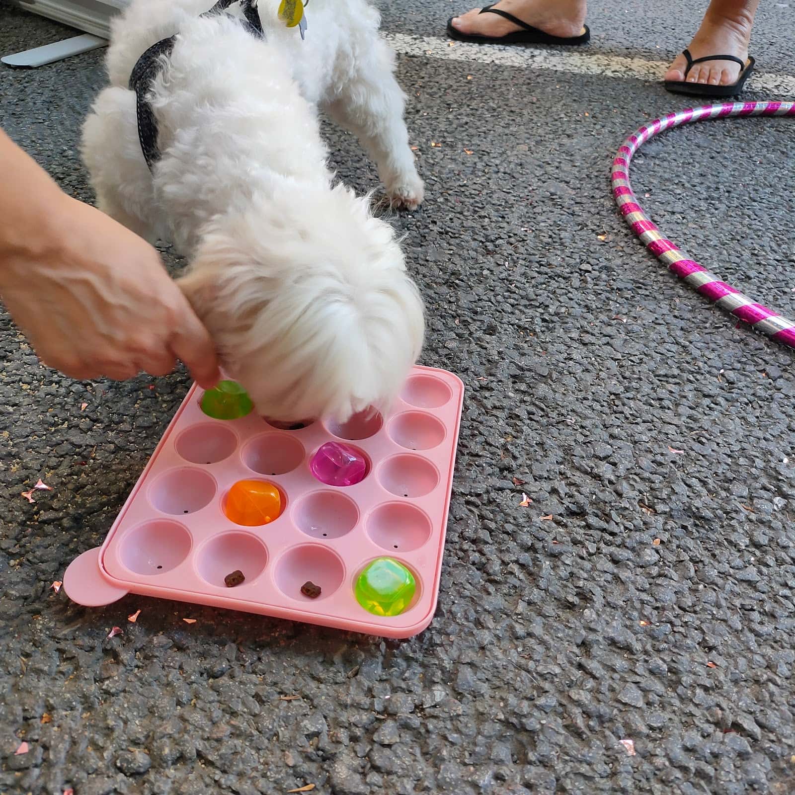 Albeitar Clínica Veterinària