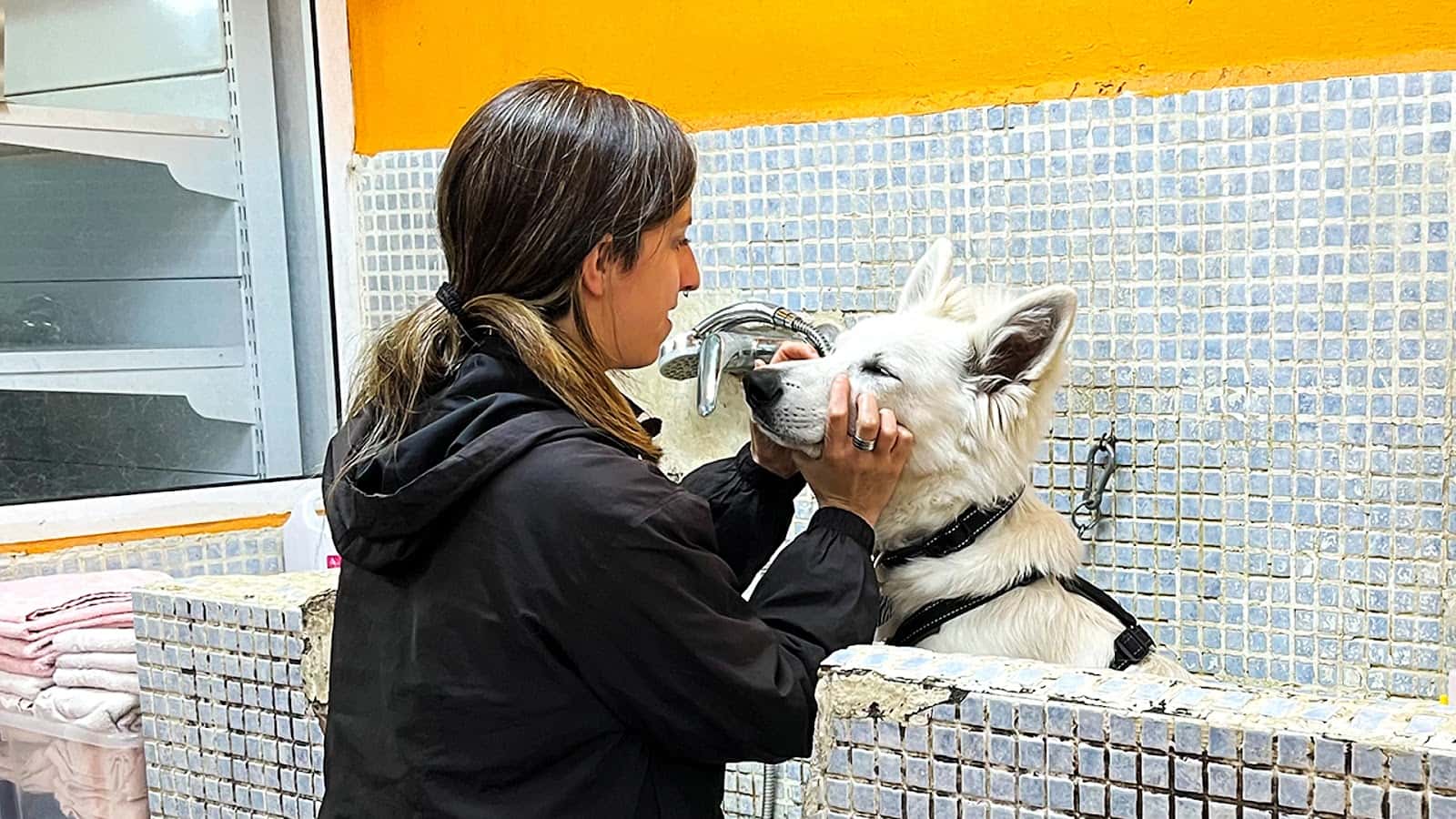 Animal Style Montserrat