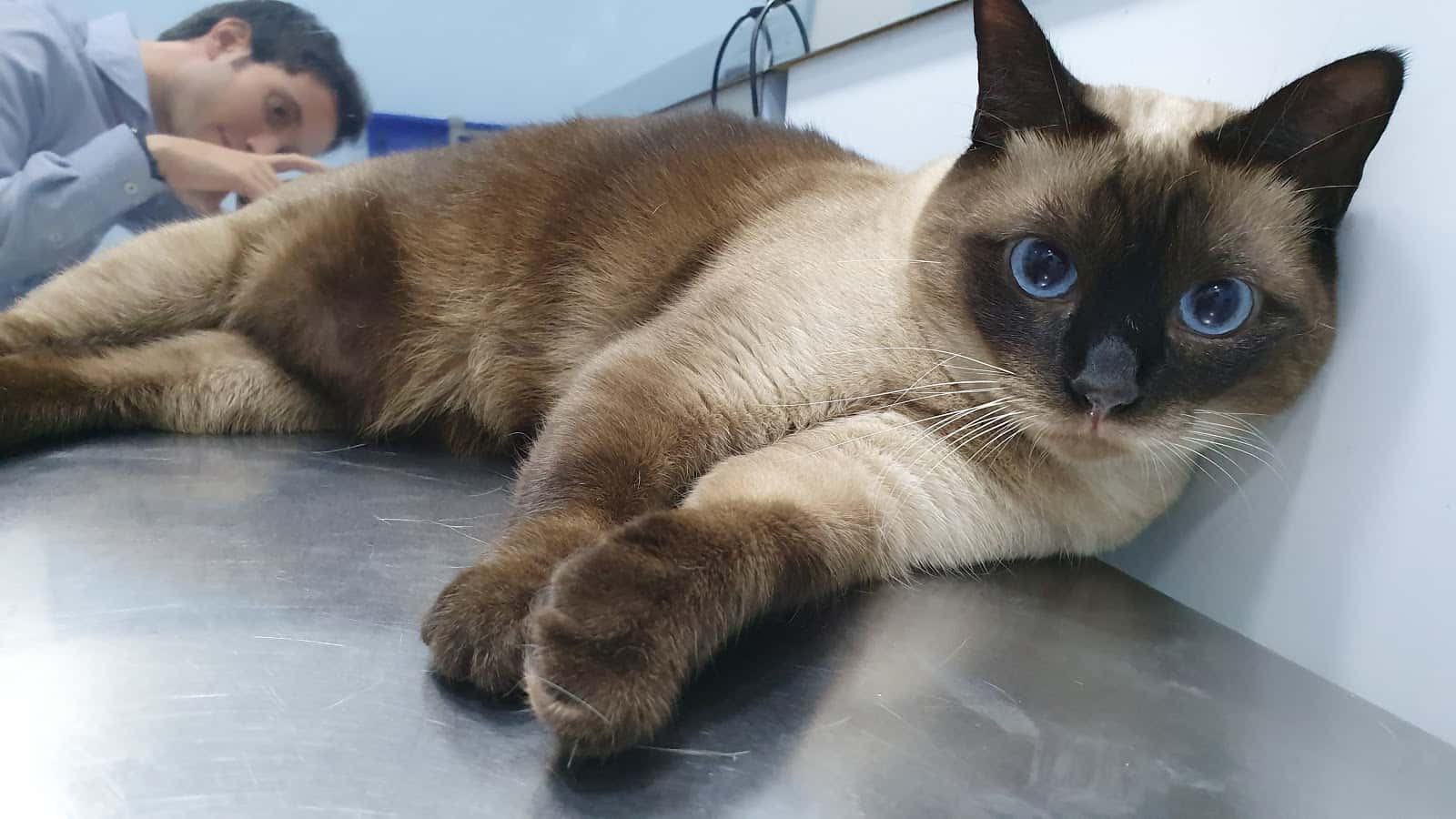 Clínica Veterinària Miquel Janer