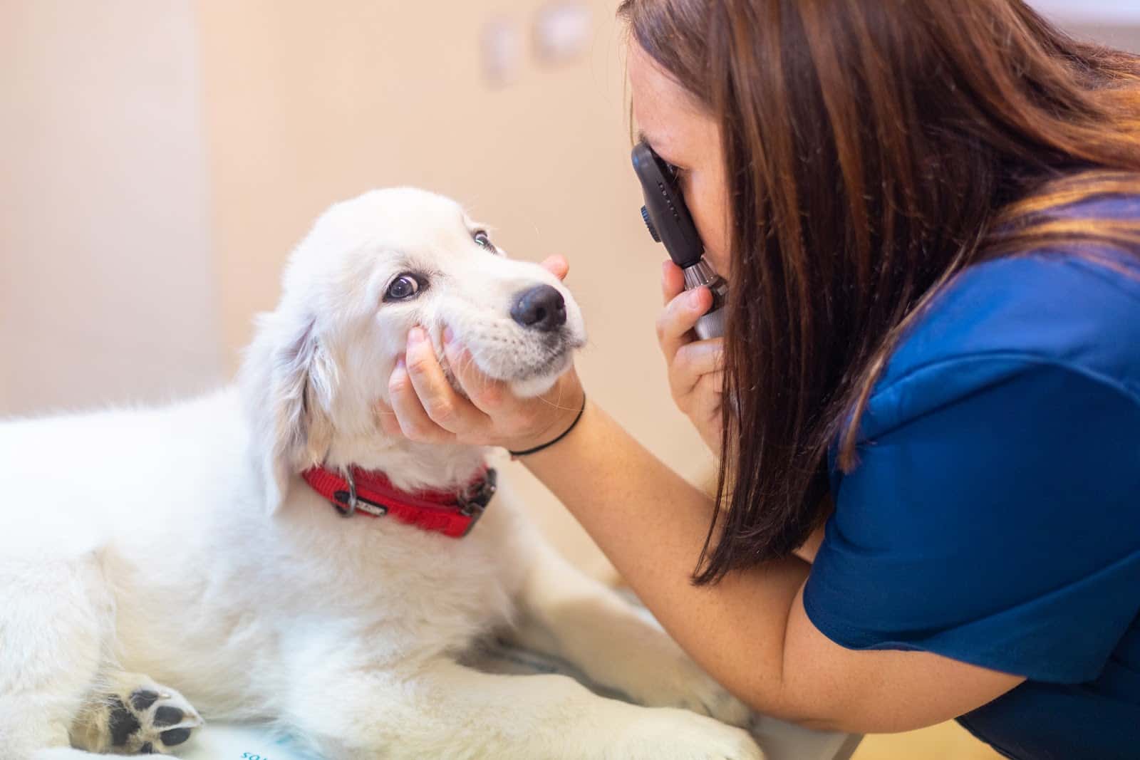 Tutatis Veterinària