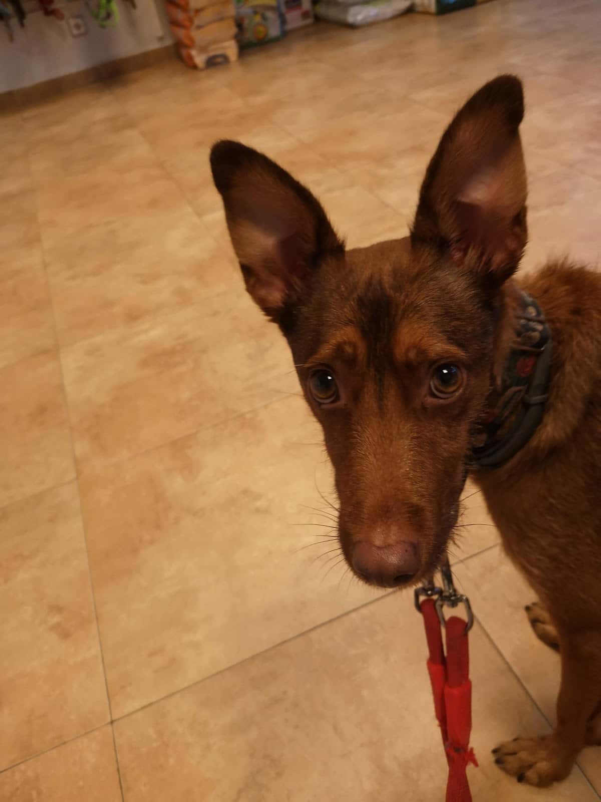 Tutatis Veterinària