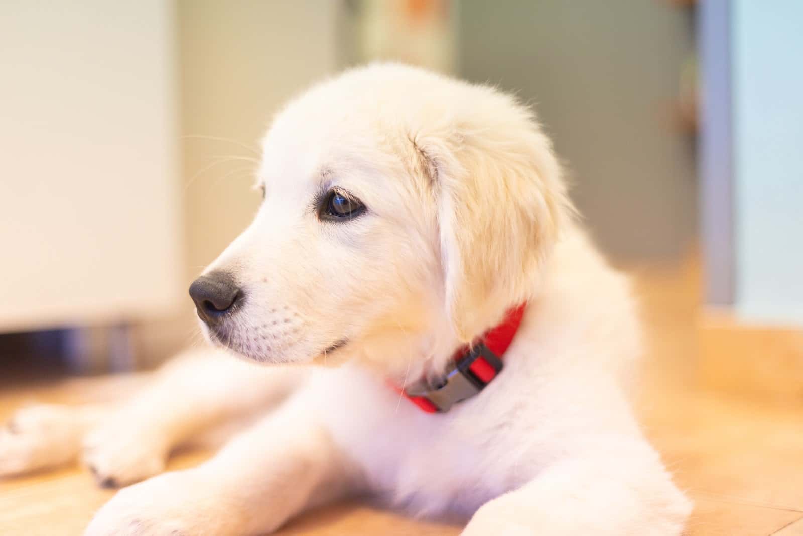 tutatis veterinaria veterinario centro barrio horta guinardo en barcelona en barcelona principalImage ADOPTA Sitios Pet Friendly