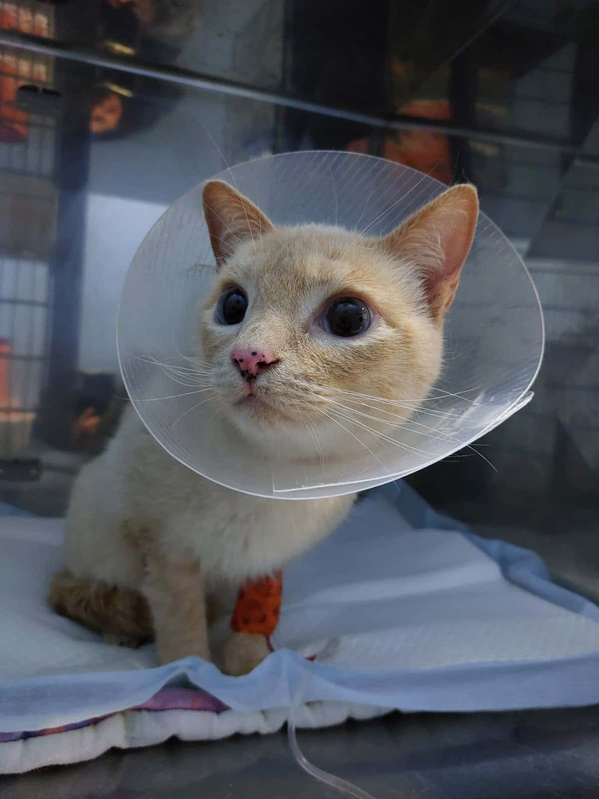 Clínica Veterinaria Polivet