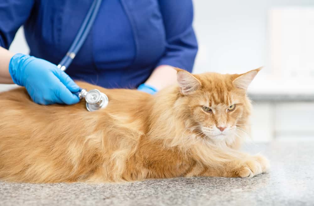 Clínica Veterinària Natura