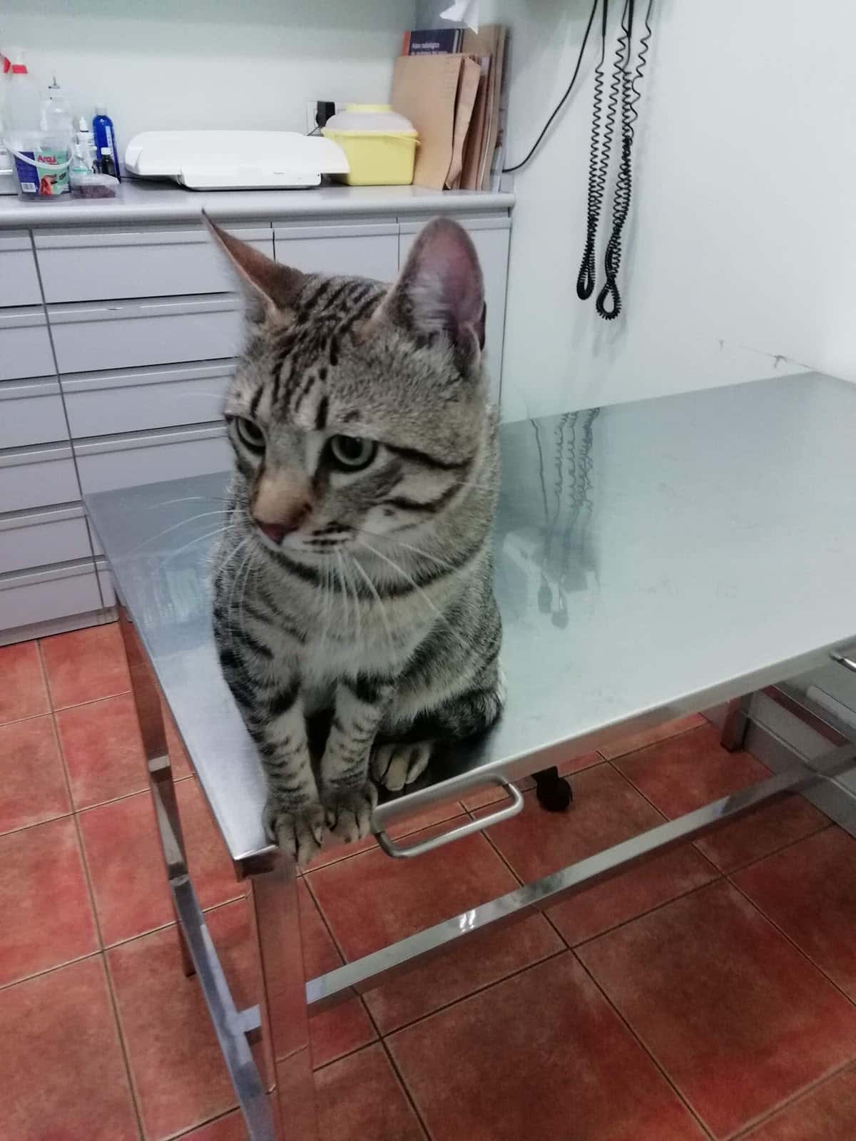 Clínica Veterinària Natura