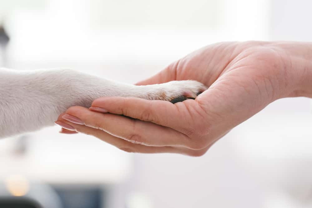 clinica veterinaria natura veterinario clinica en sabadell en barcelona principalImage ADOPTA Sitios Pet Friendly