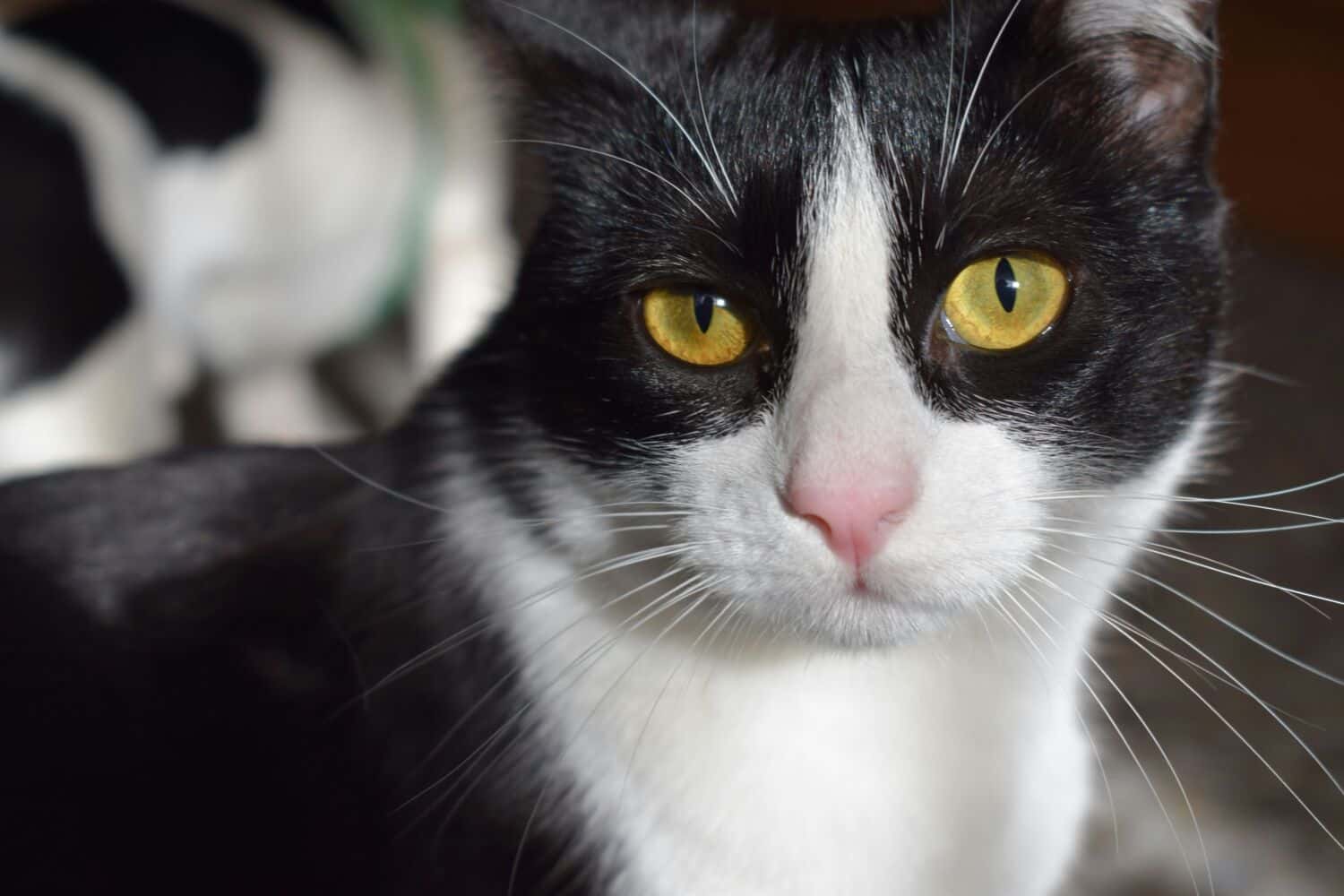 Pinetons Veterinaria