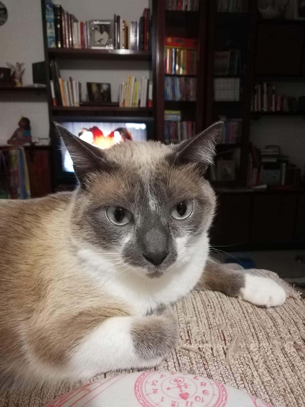 ARGOS Clínica Veterinària Vic
