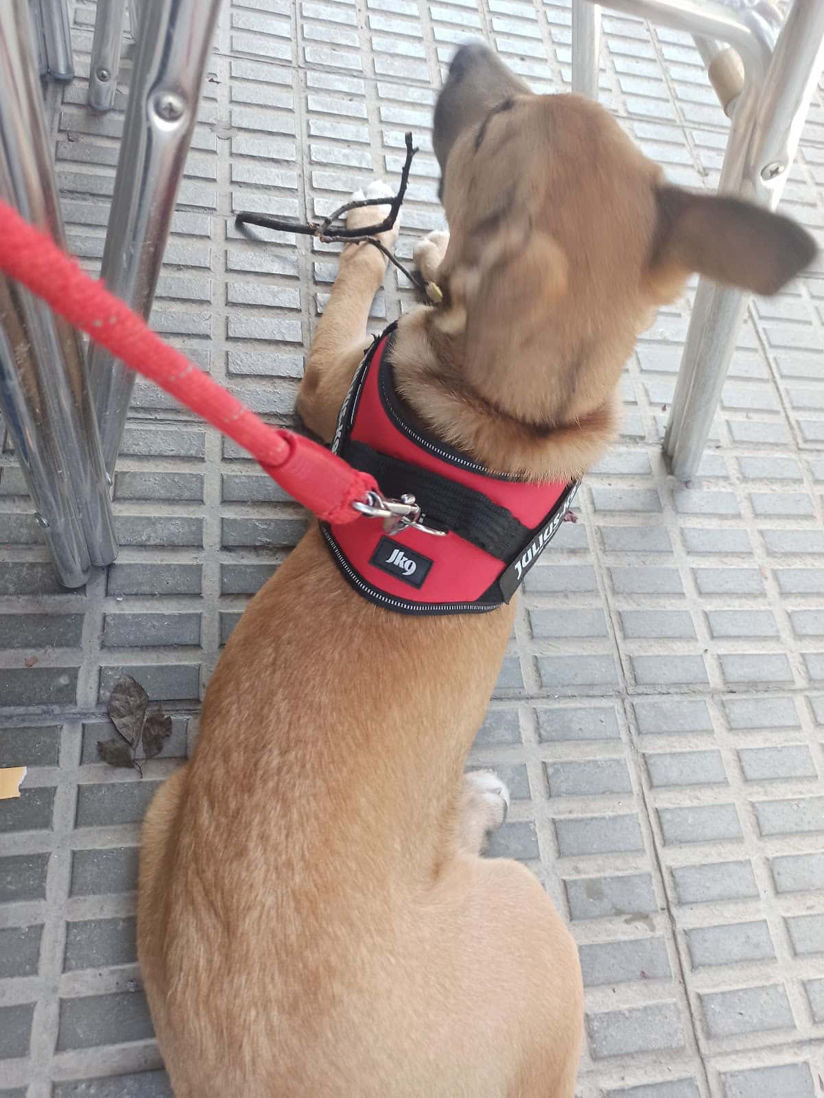 Albet Clínica Veterinaria