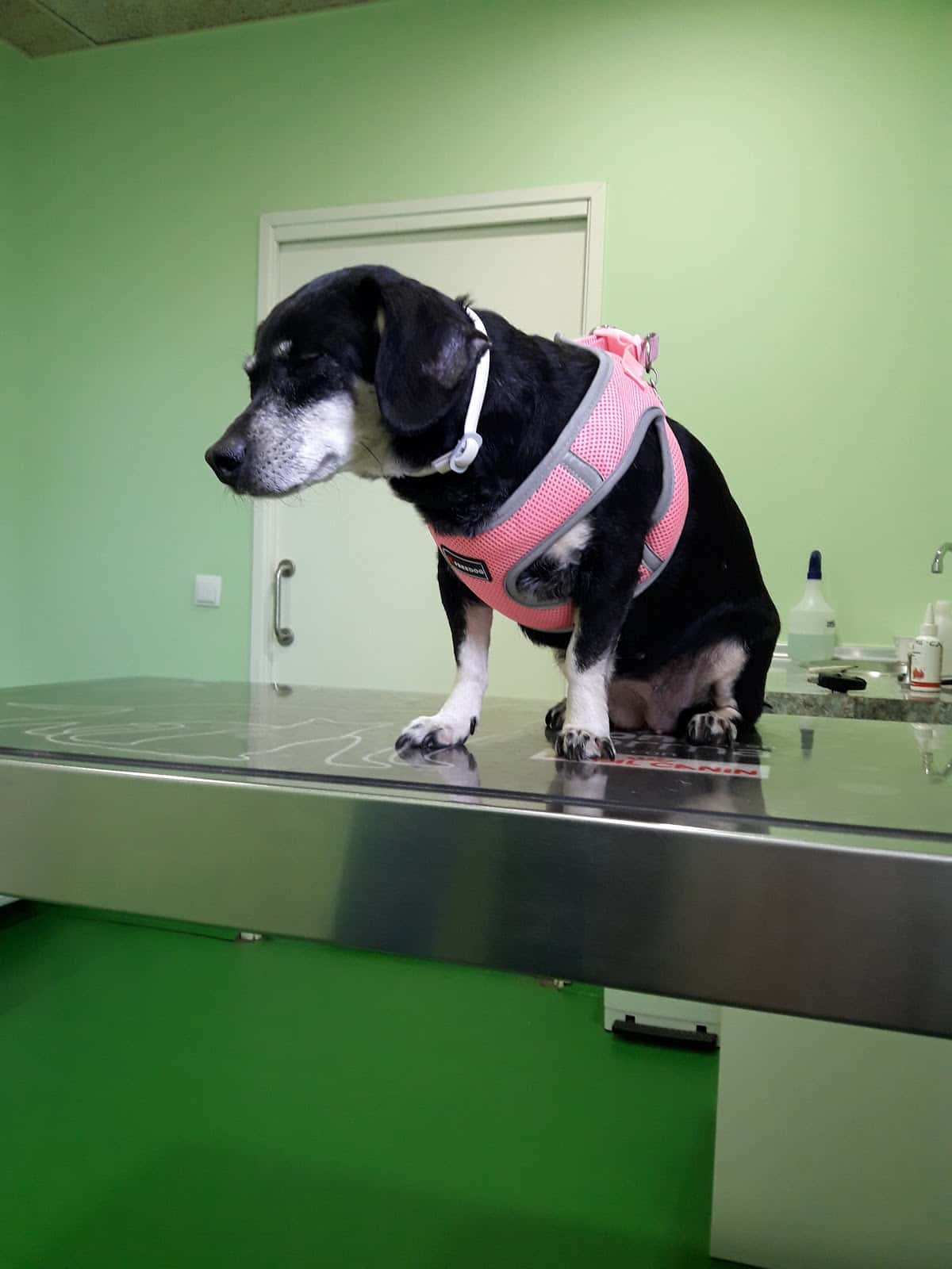 AniCura Manlleu Clínica Veterinària