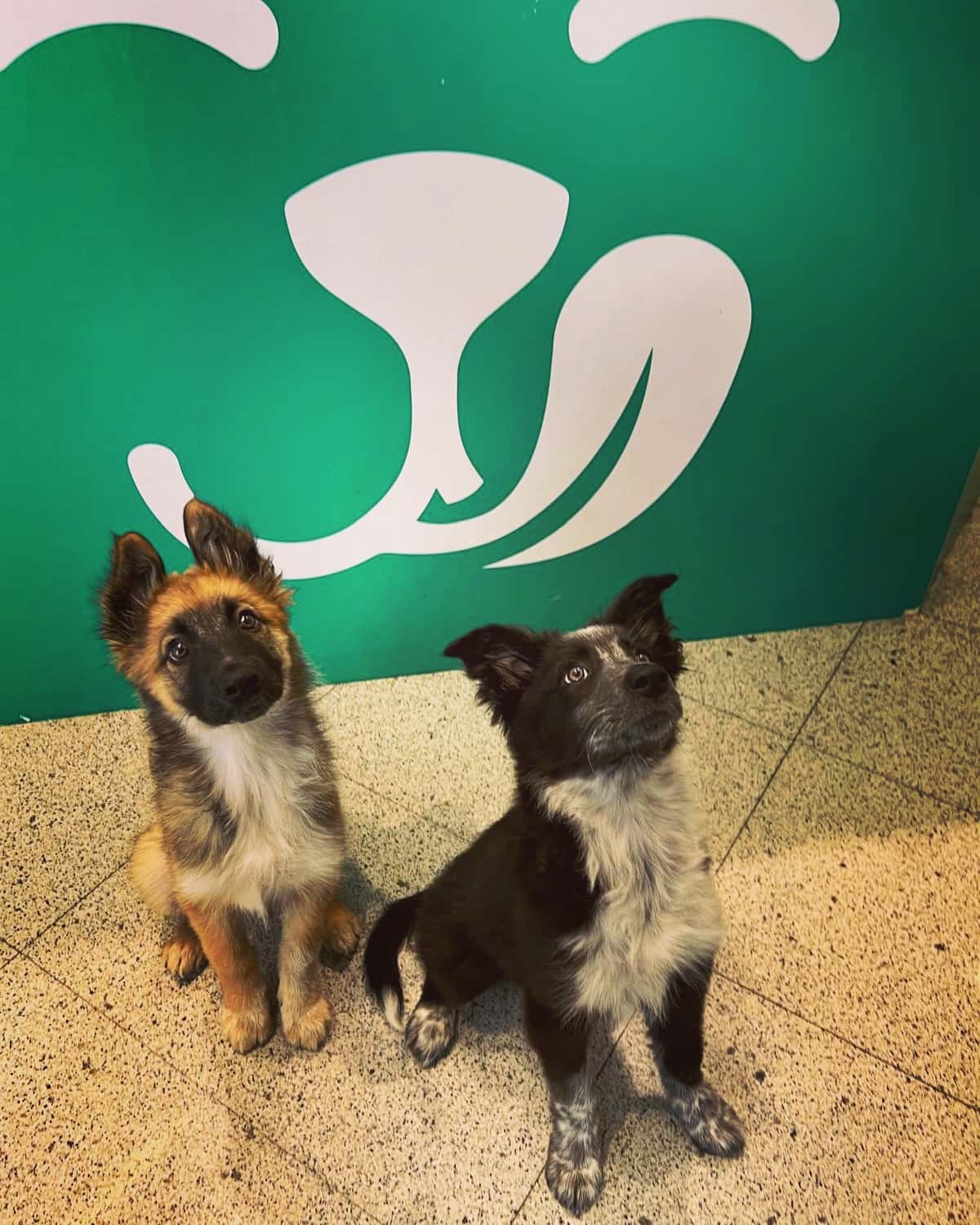 VilaVet Veterinaris