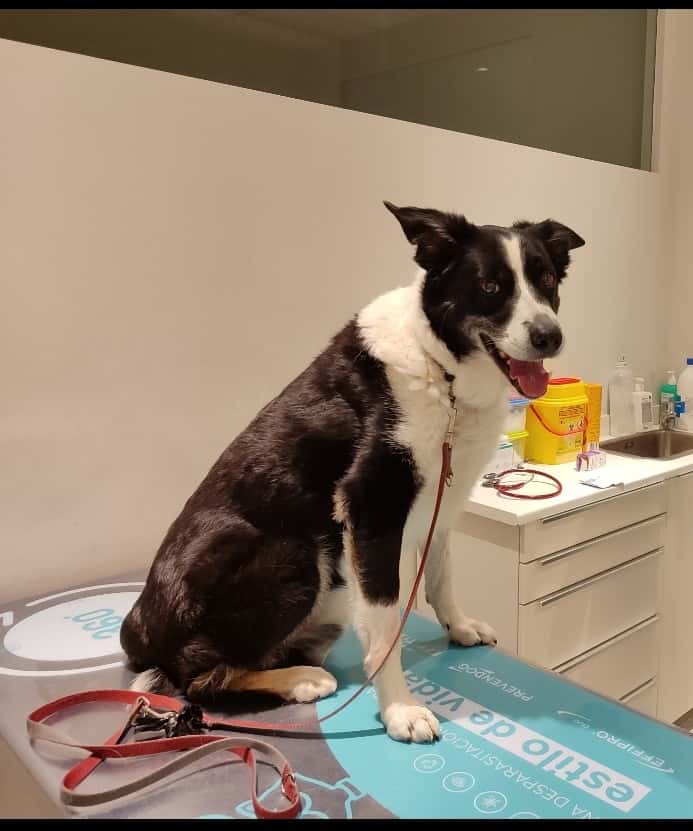 VilaVet Veterinaris