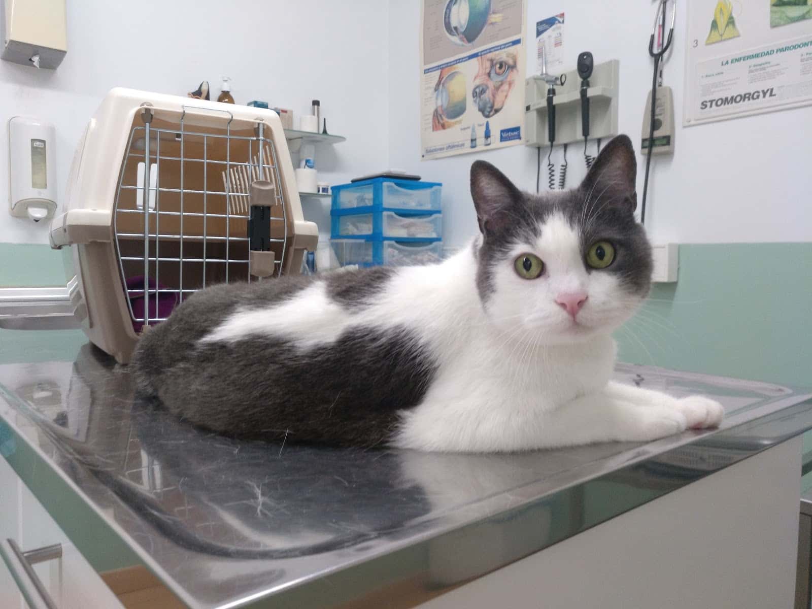 nova veterinaria veterinario centro en piera en barcelona photo undefined ADOPTA Sitios Pet Friendly