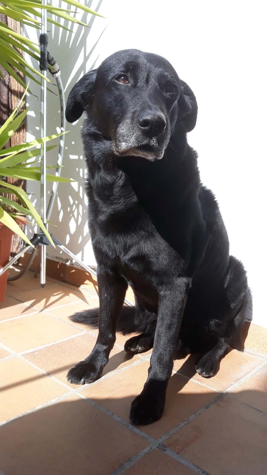 hospital veterinario cinos veterinario hospital en blanes en girona principalImage ADOPTA Sitios Pet Friendly