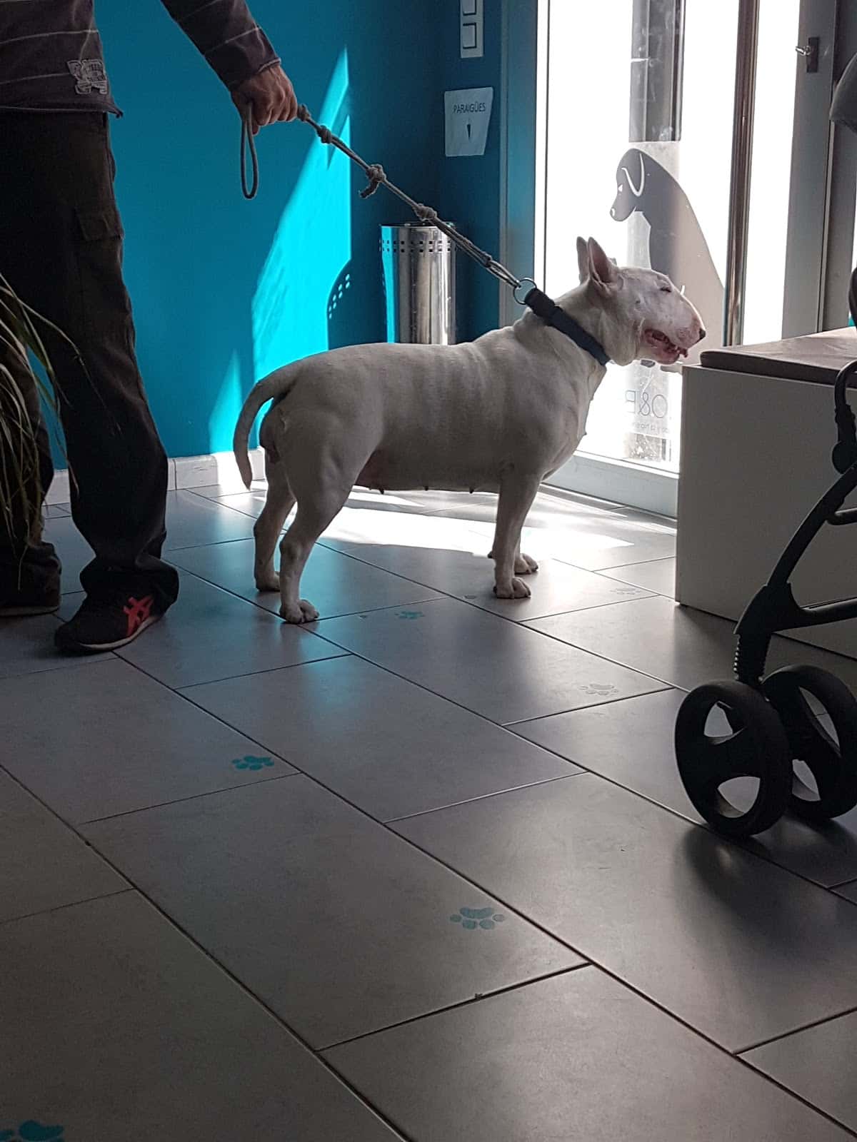 medivet ivets esparraguera veterinario centro en esparreguera en barcelona principalImage ADOPTA Sitios Pet Friendly
