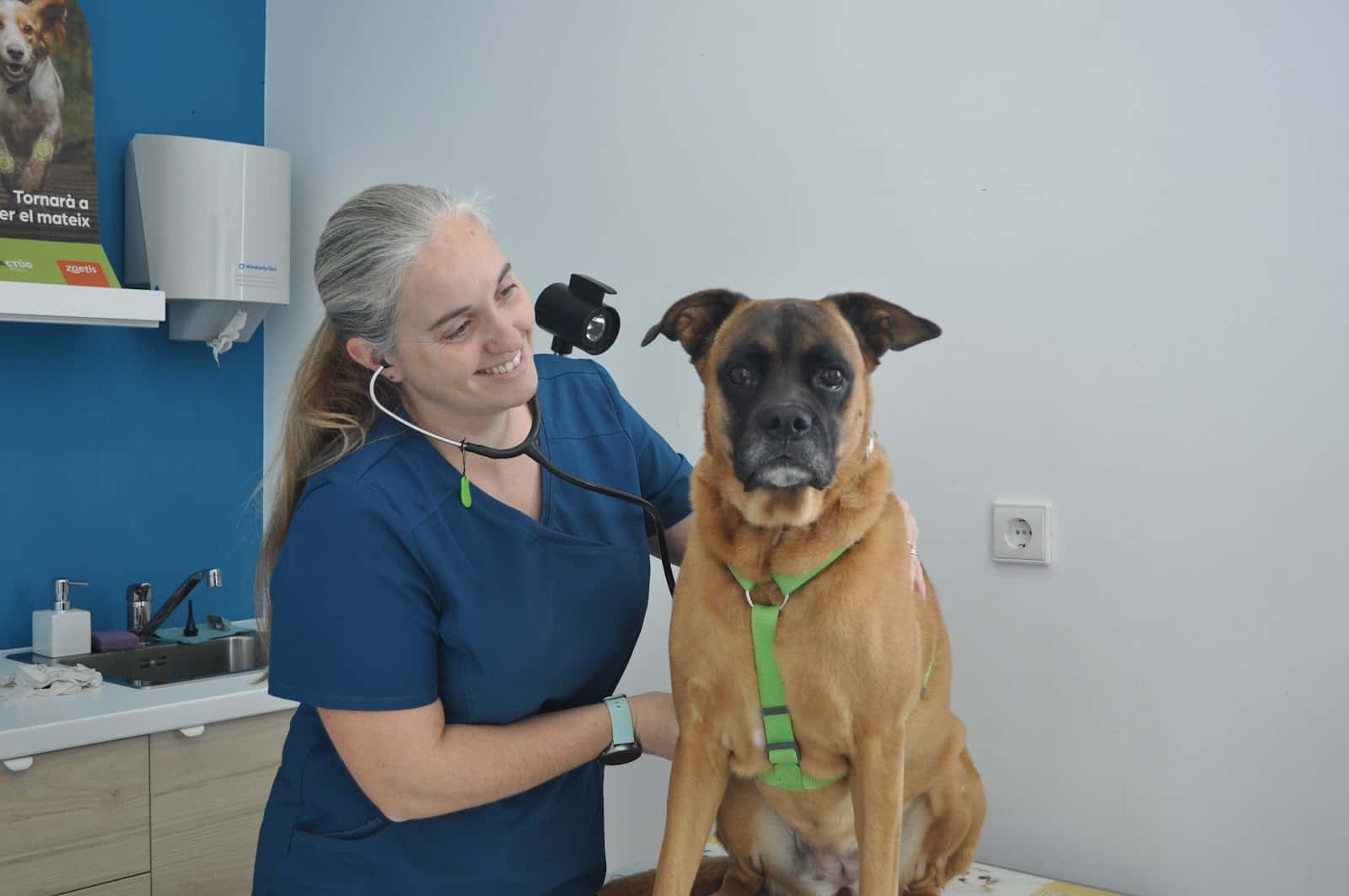 Masvet clínica Veterinària