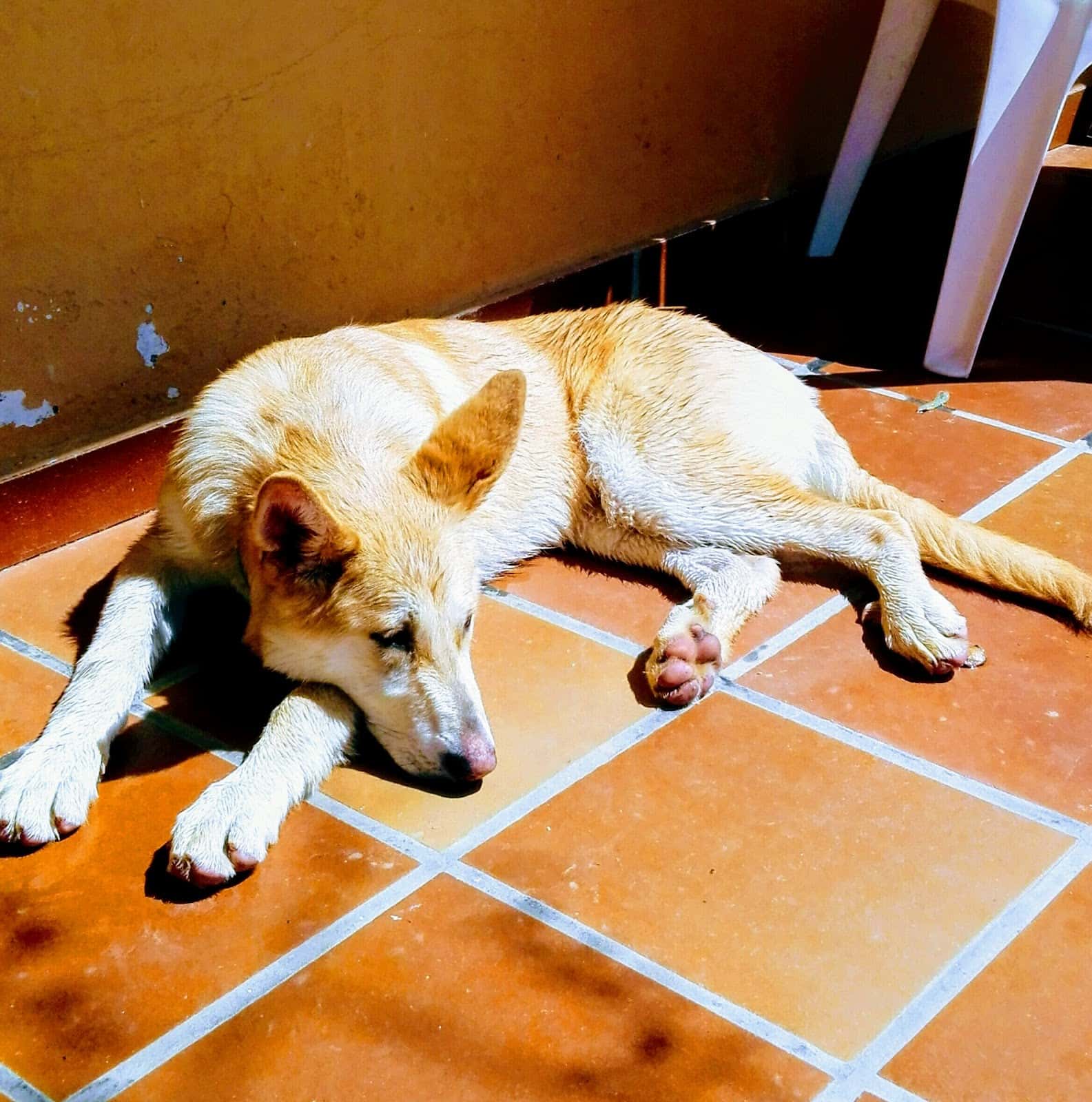 Clínica Veterinària Montserrat