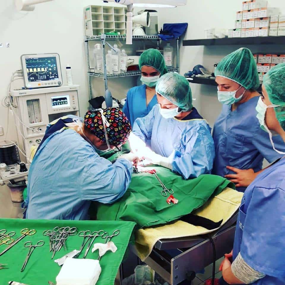 Amvet Clínica Veterinària Alt Maresme