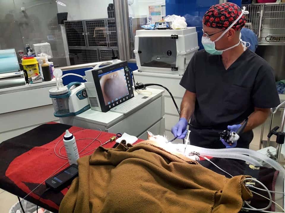 Amvet Clínica Veterinària Alt Maresme