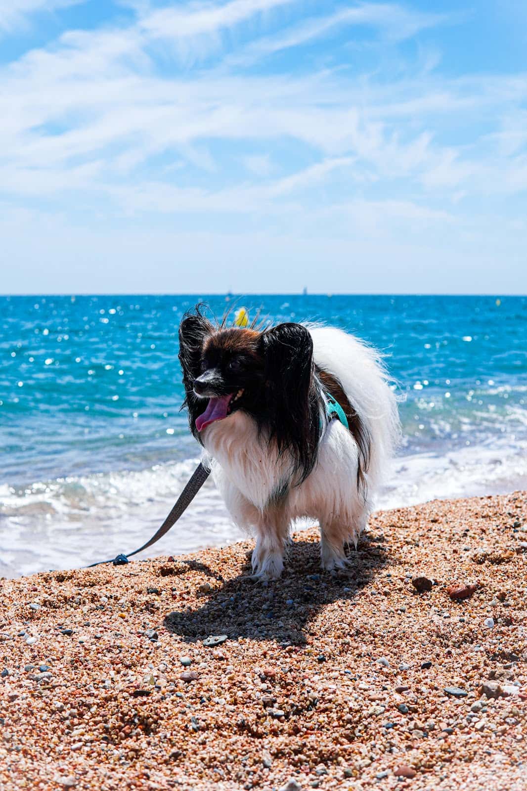junglevet clinica veterinaria veterinario clinica en blanes en girona principalImage ADOPTA Sitios Pet Friendly