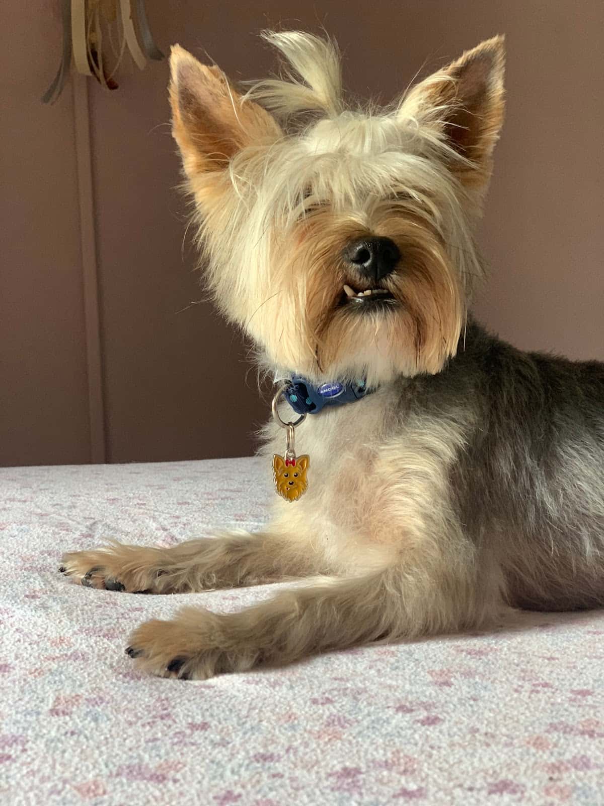 setelsis veterinario centro en cardona en barcelona principalImage ADOPTA Sitios Pet Friendly