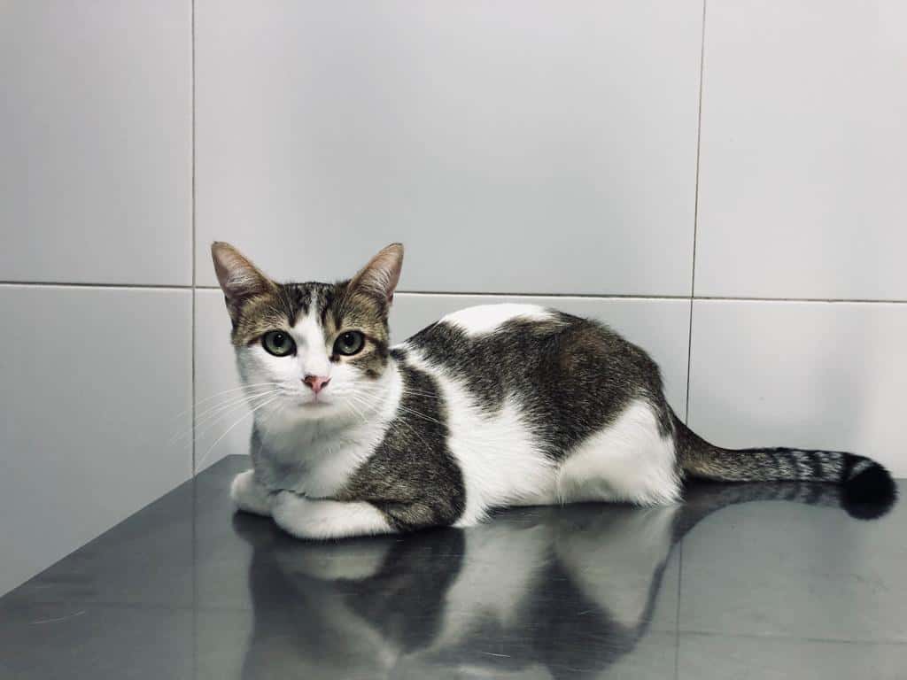 Clínica Veterinària Castelldefels Albó