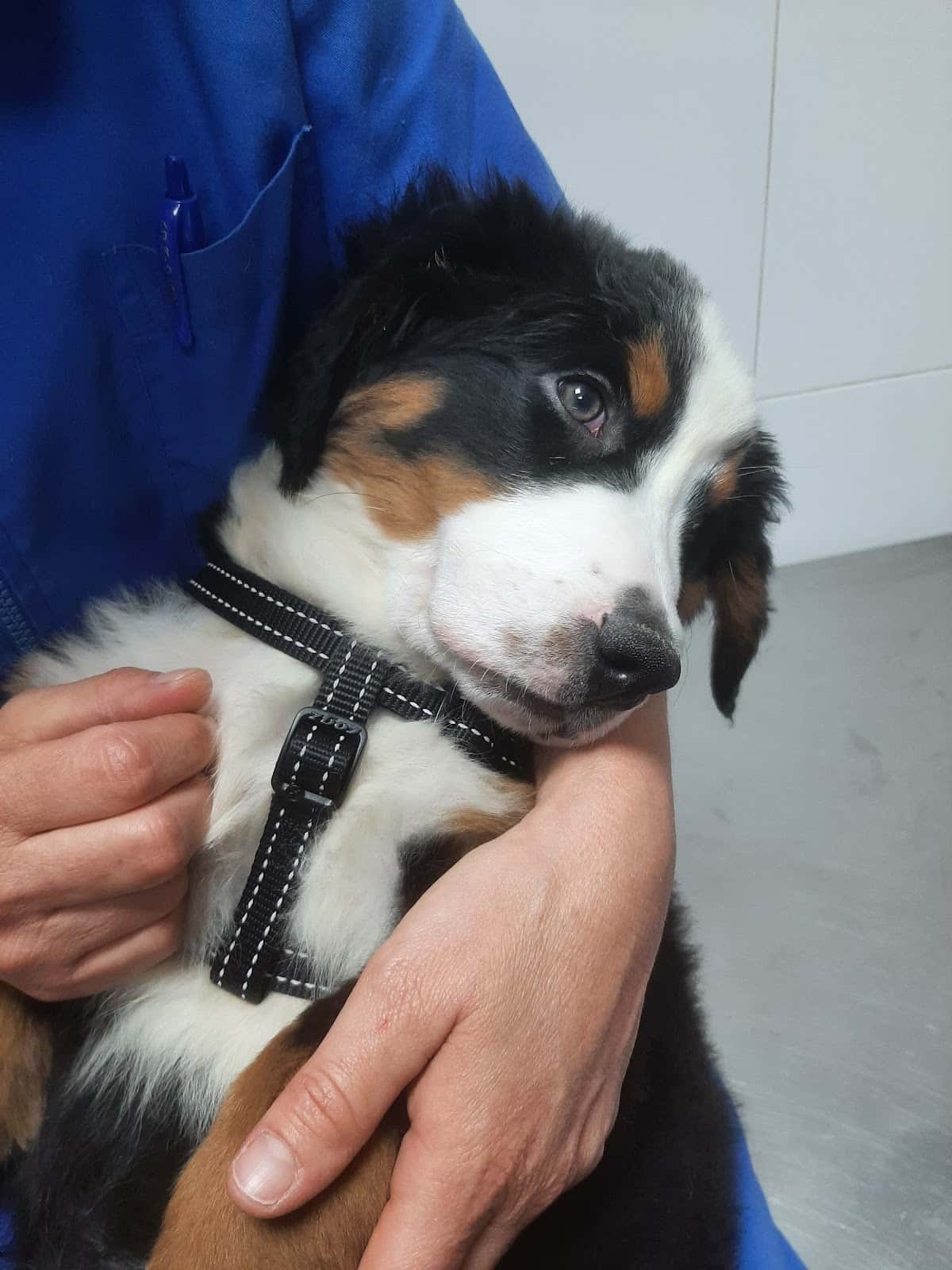 Clínica Veterinària Castelldefels Albó