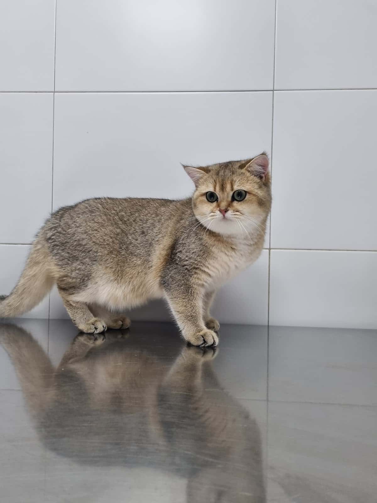 Clínica Veterinària Castelldefels Albó