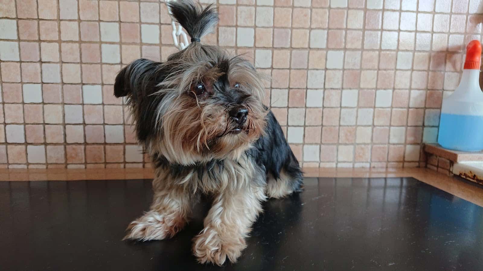 Vilavet Veterinaris