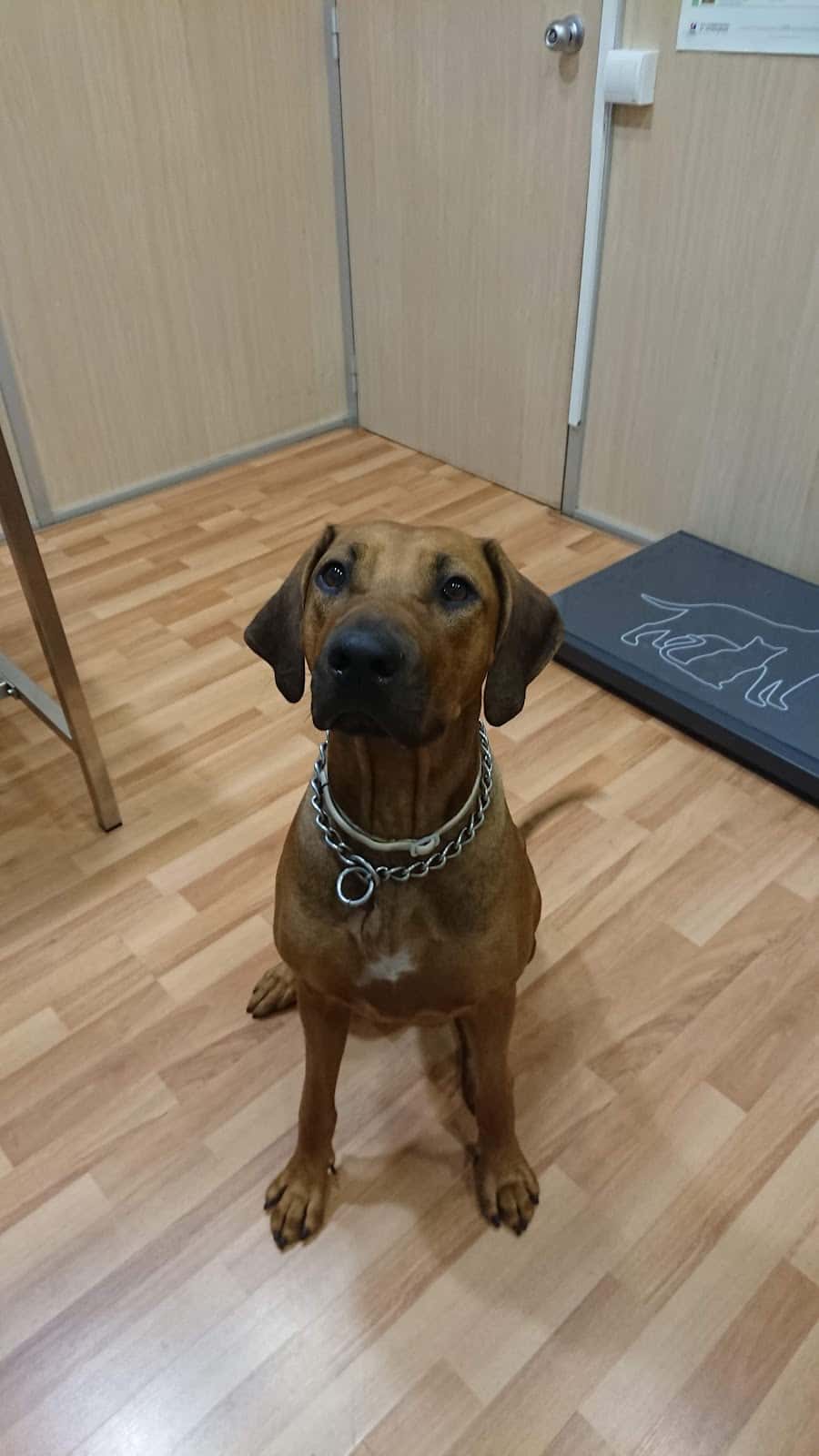 Vilavet Veterinaris