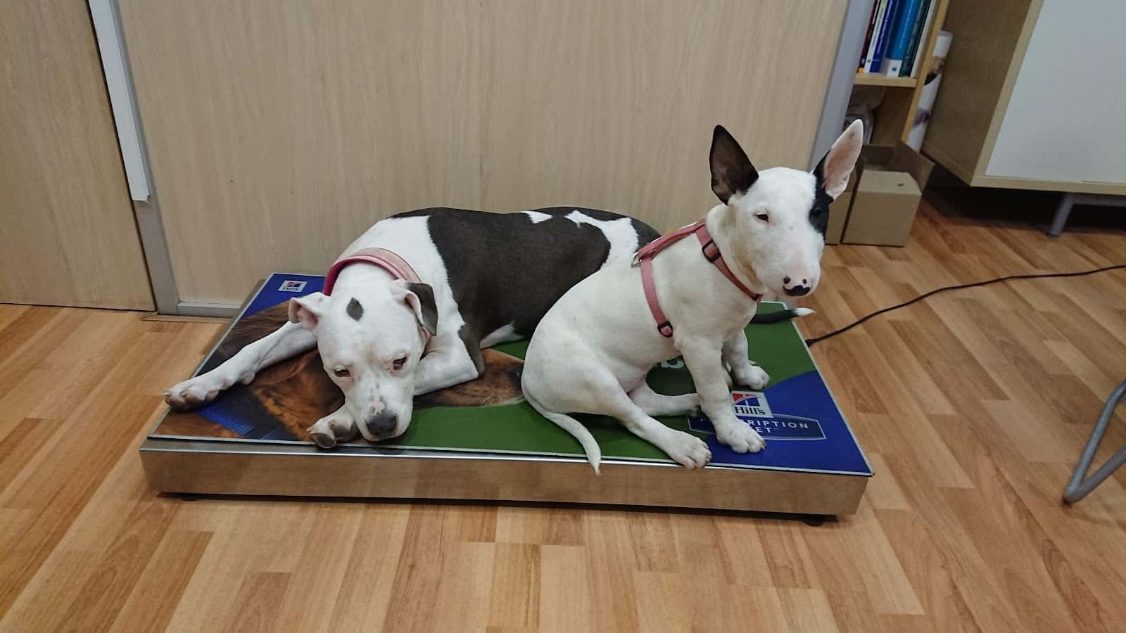 vilavet veterinaris veterinario centro en viladecans en barcelona principalImage ADOPTA Sitios Pet Friendly