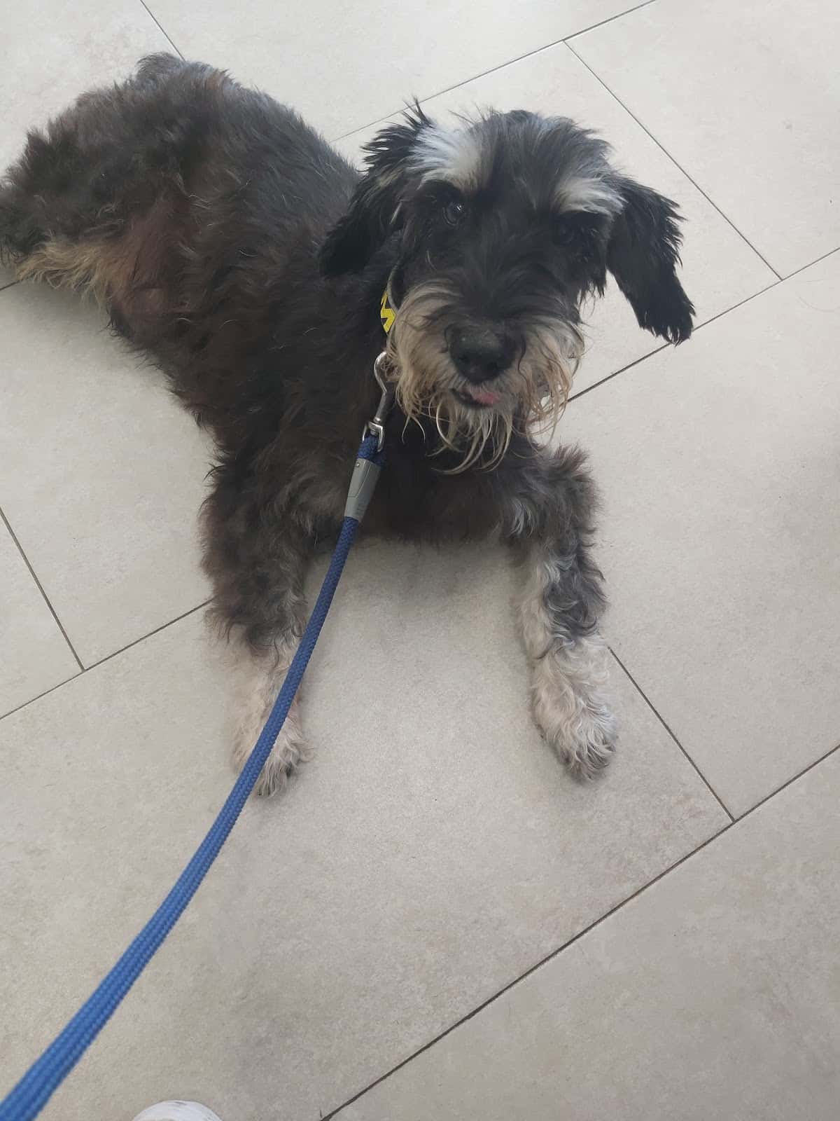 Centre Veterinari Poal