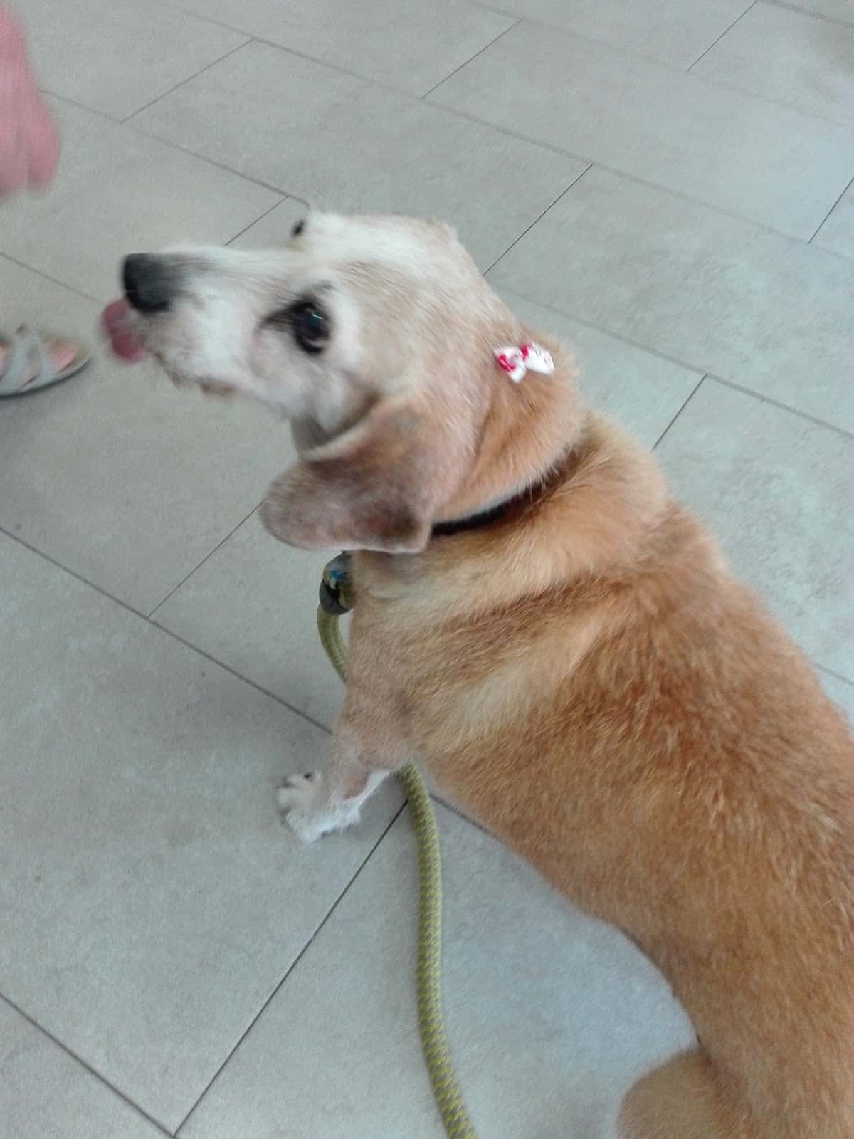 Centre Veterinari Poal