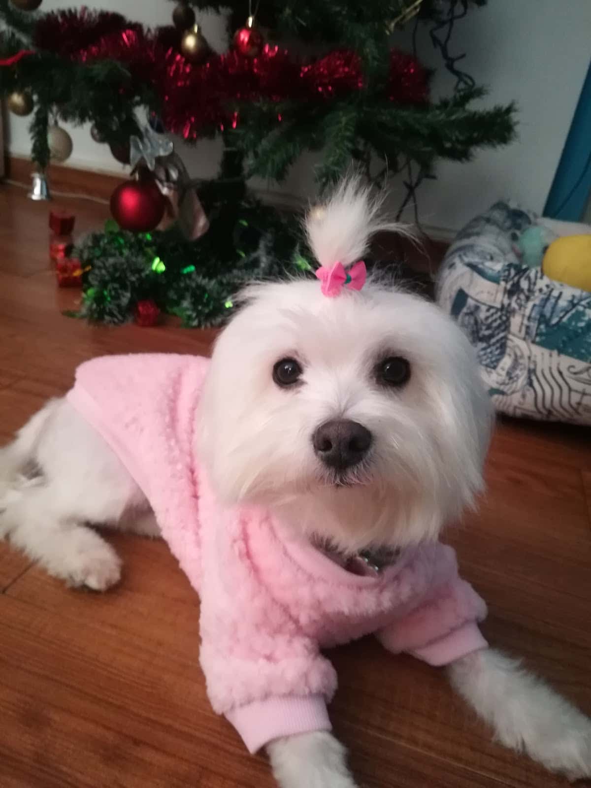 Centre Veterinari Poal