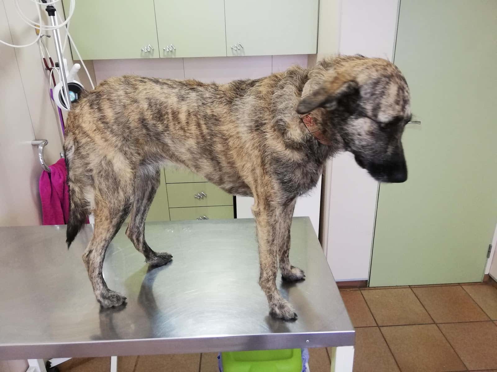 centre veterinari sant vicenc veterinario centro en sant vicenc dels horts en barcelona principalImage ADOPTA Sitios Pet Friendly