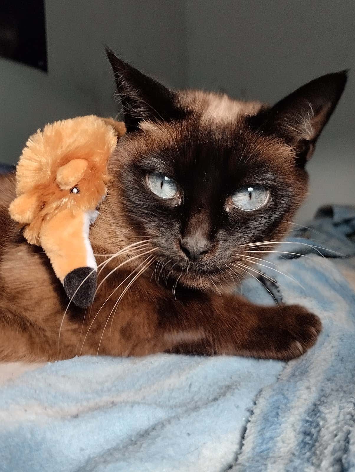 Hospital Veterinari Barcelona Sud | MiVet