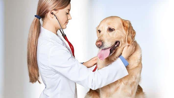 clinica veterinaria delta veterinario clinica en sant boi de llobregat en barcelona principalImage ADOPTA Sitios Pet Friendly