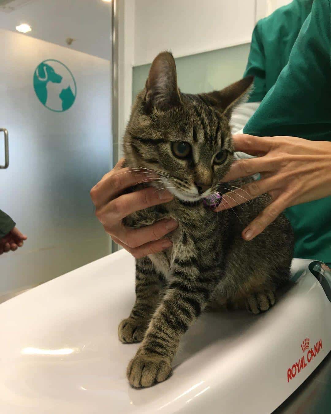 Vets Clinica Veterinaria
