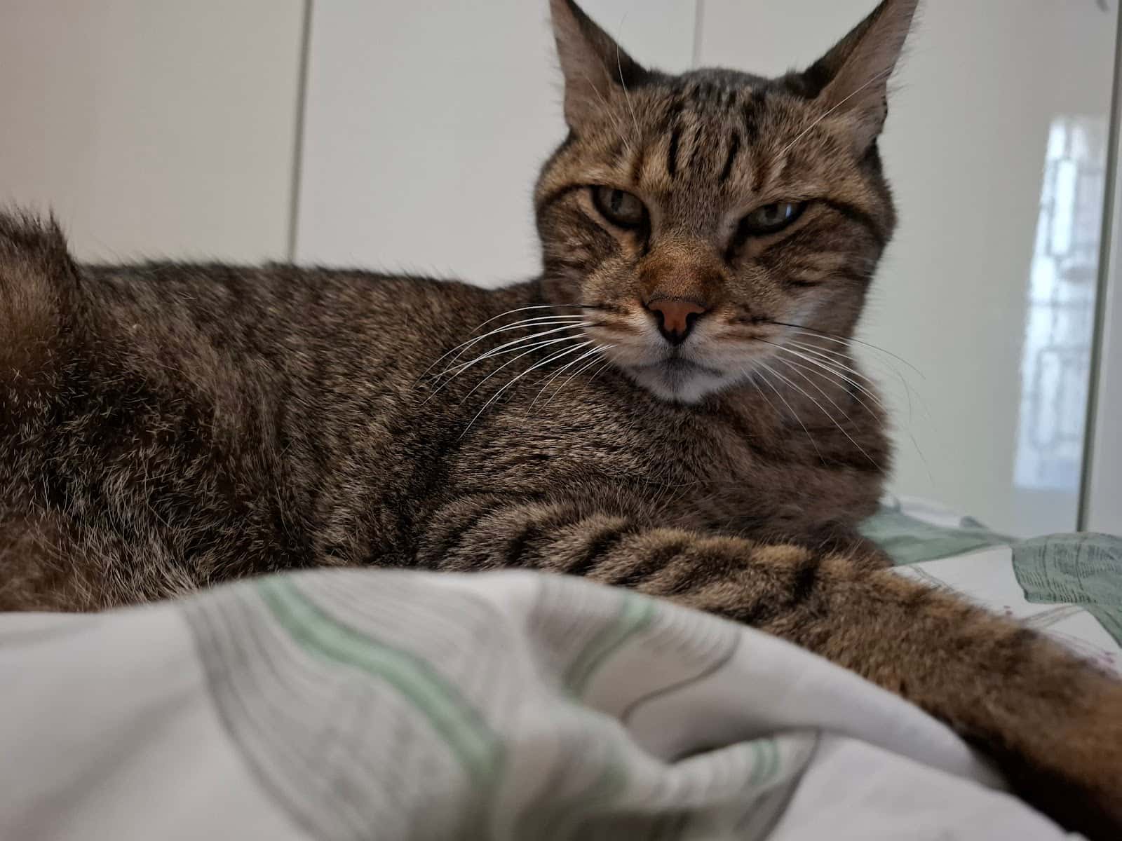 Clínica Veterinària Diagonal (VETERALIA)