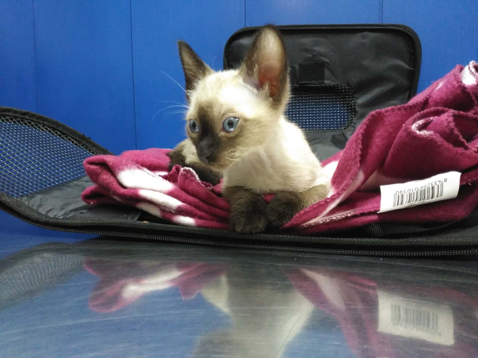 Clínica Veterinària Diagonal (VETERALIA)