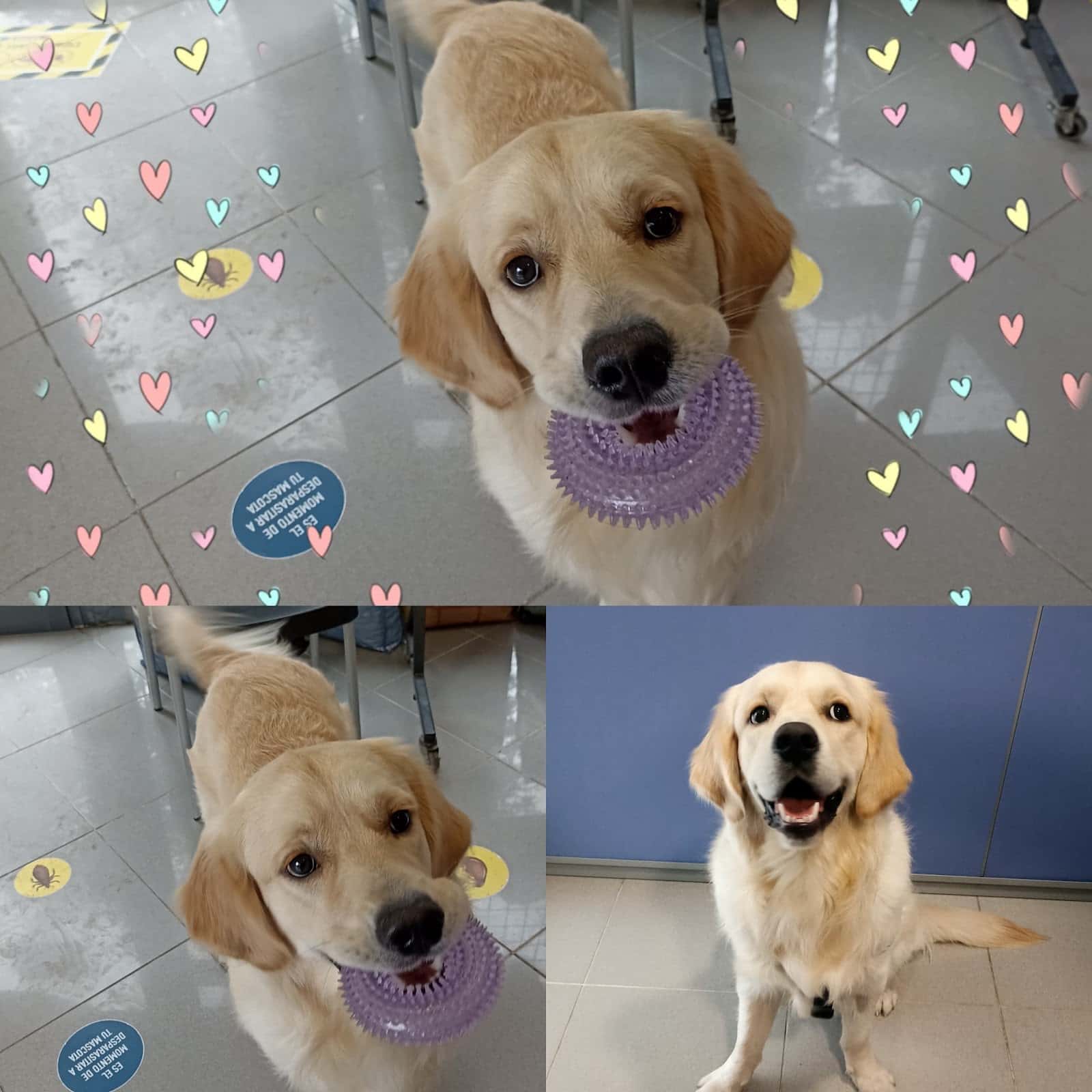 Clínica Veterinària Les Bóbiles