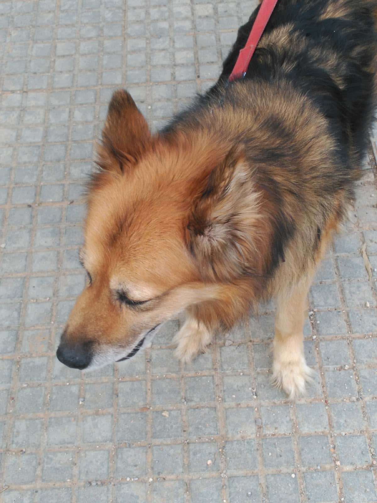 Clínica Veterinària Les Bóbiles
