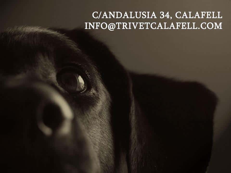 clinica veterinaria trivet calafell veterinario clinica en calafell en tarragona principalImage ADOPTA Sitios Pet Friendly
