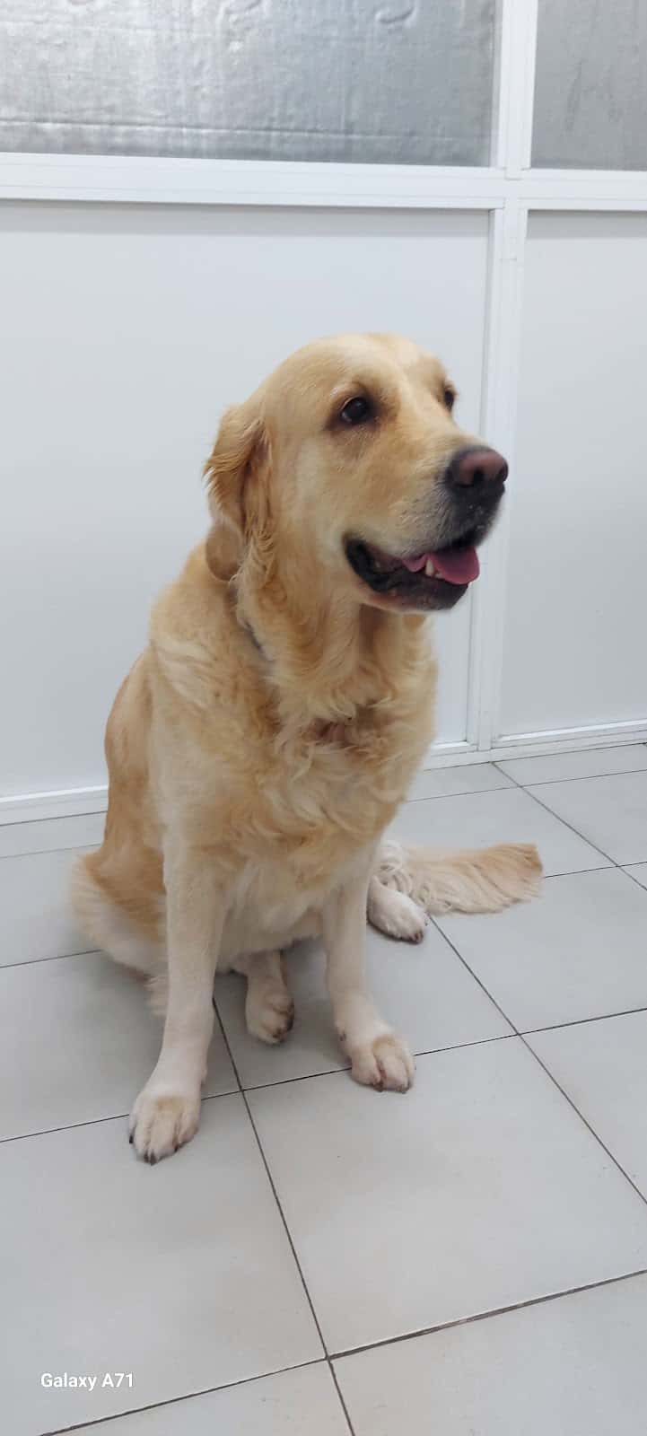 Clinica Veterinaria Calafell