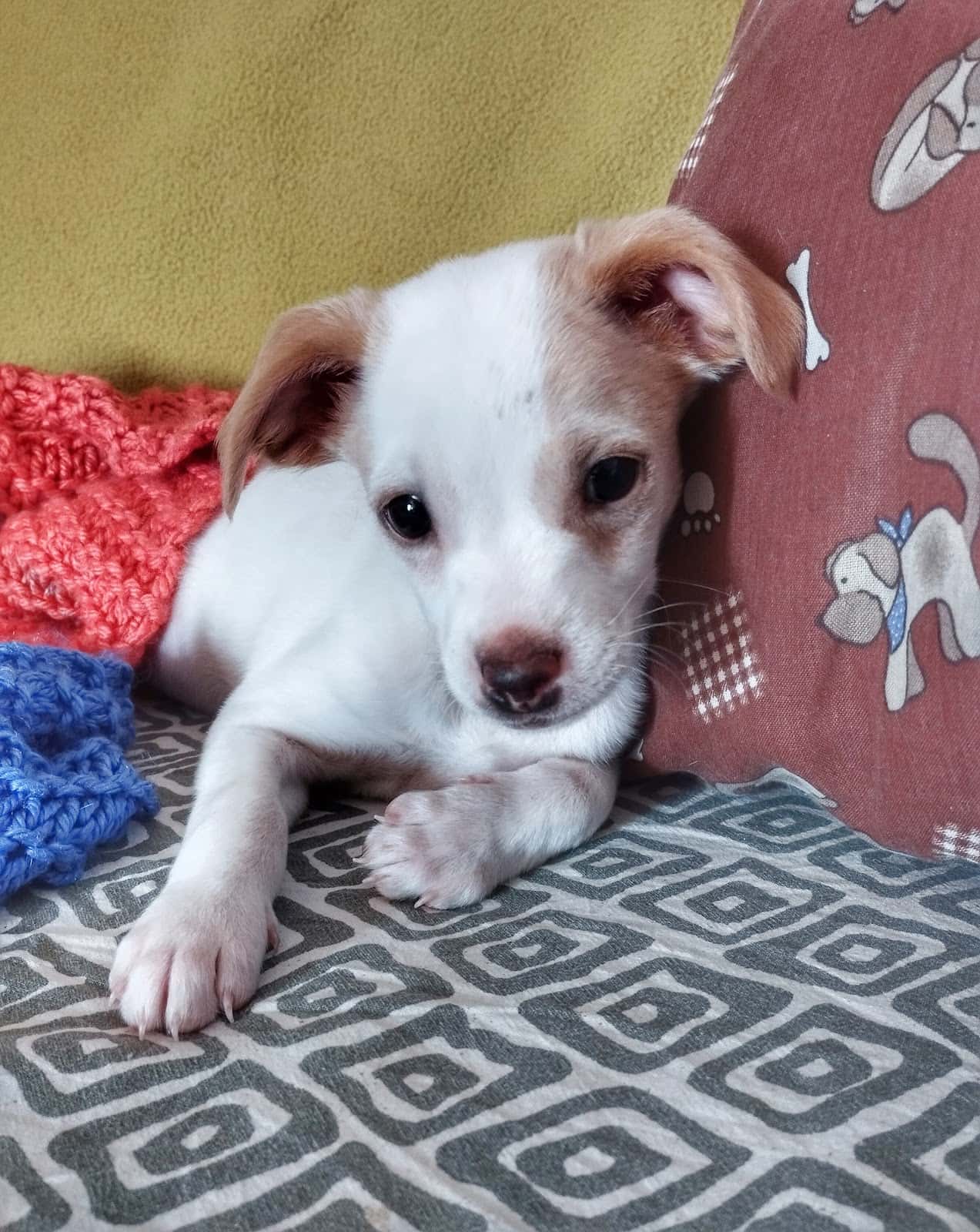 Animal Friends El Vendrell
